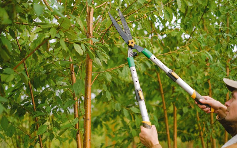 Tree trimming in Monroe, IA